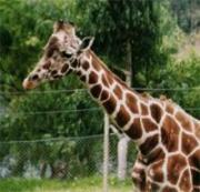 Girafele - Animale care ies în evidenţă