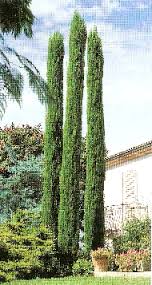 Chiparosul