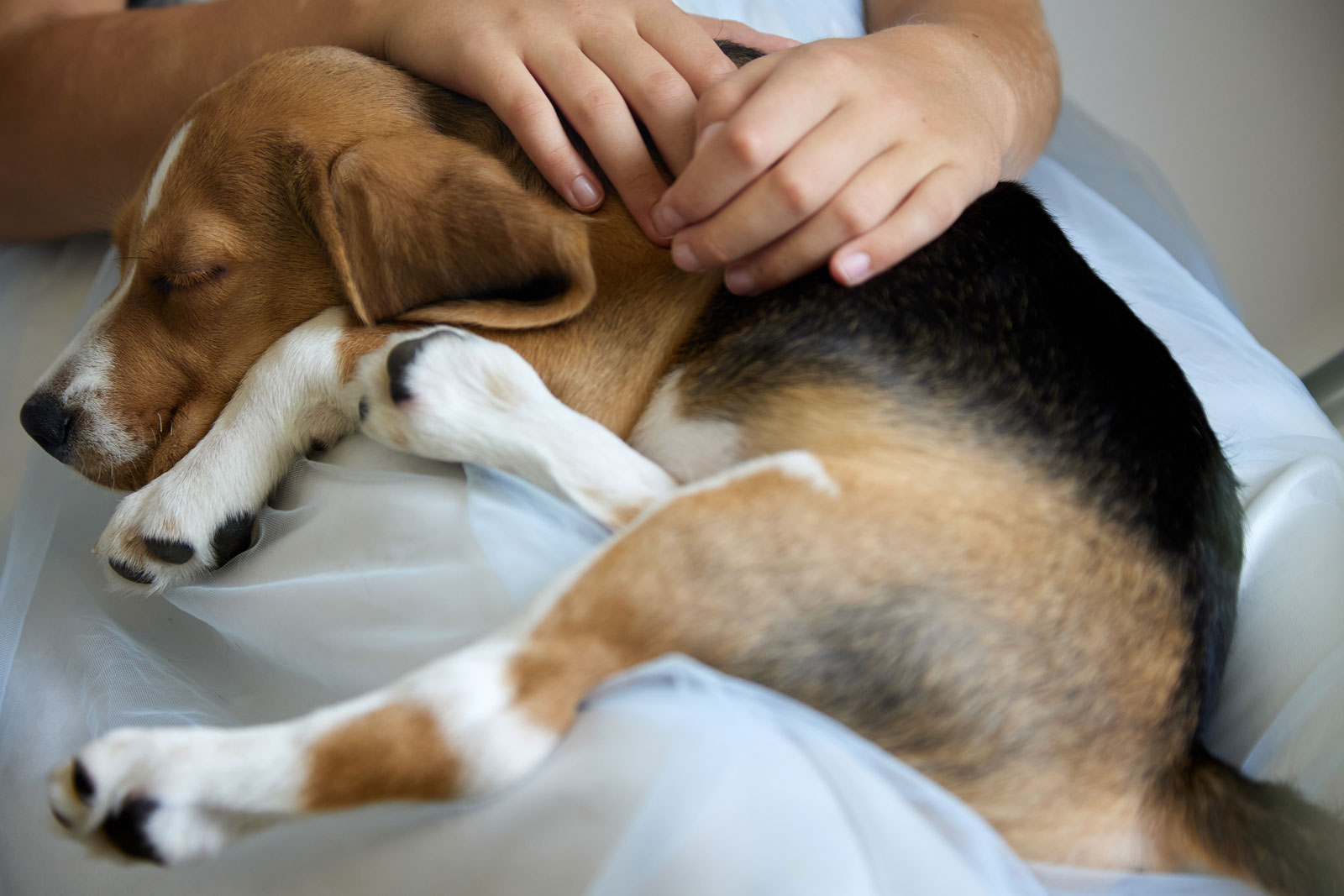 (21) Creația perfectă a lui Dumnezeu (durerea animalelor)?