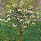 Megg Woodson