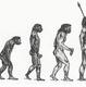 Presupusele legături ancestrale între maimuțe și oameni