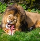 (23) Creația perfectă a lui Dumnezeu (originea dietei carnivore)?